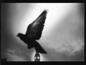 Untitled (Pigeon Big Ben), 2013