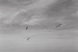 Etretat gulls above the chapel