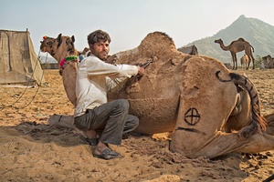 Camel Herder grooming his camel