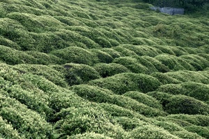 Tea bushes. Tea is the main agricultural production of the Black Sea coast in Turkey. Many Laz villagers replaced during the past decades their traditional maize or bean crops by tea plantations.