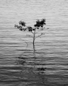 Beside the water II