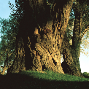 Tree #7 from Willow Series