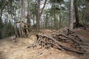 Kabouterberg, Kasterlee, Belgium 2013 © Mireille Schellhorn