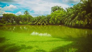 Nature looks