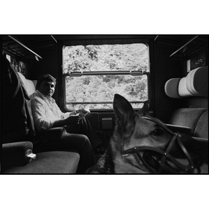 'German Shepherd' 1977