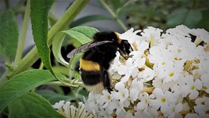 Buzzing Around