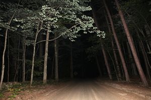 © Matt Nighswander 2013