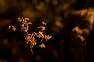 Illuminated II