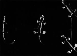 Lizards