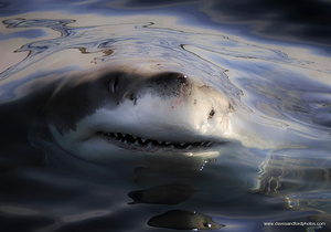 Surface Tension