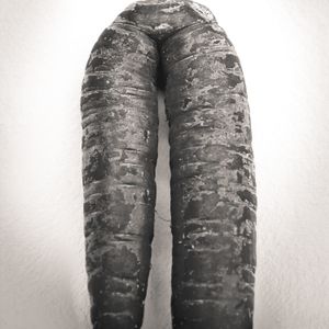 carrot