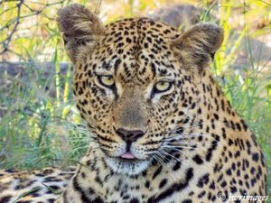 Eyes of a Leopard