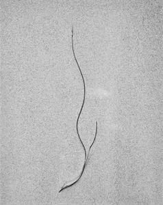 Sea Etching 25