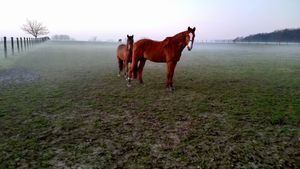 Horses in the mist.