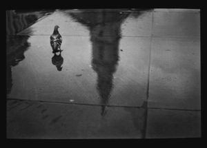 Untitled (Pigeon reflection Trafalgar Sq.), 2013