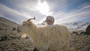 Diskit, The Shepherdess