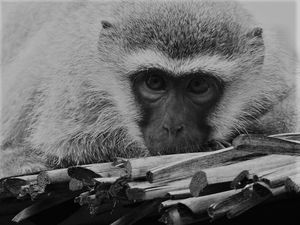 Monkey