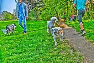 "Dog Meadow" "Hundewiese"