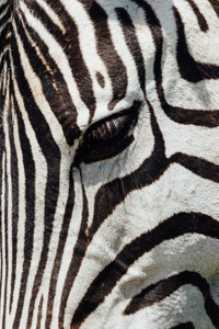Ngorongoro WildLife