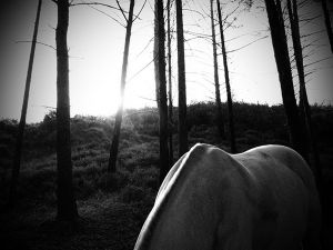 quiet forest