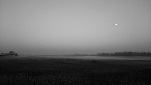 Horses in the mist.