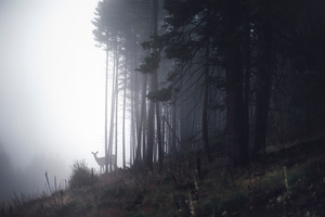 tell me about the forest I