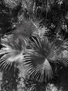 Untitled, (Palms) Orlando, FL, 1 8 22, Photo by Joe Bruha, Copyright 2022