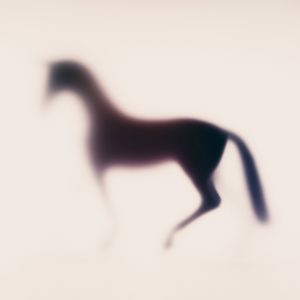 Wild-blur-horses-24.jpg