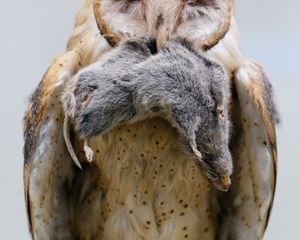 Vole