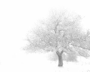 Spring in December