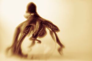Octopus