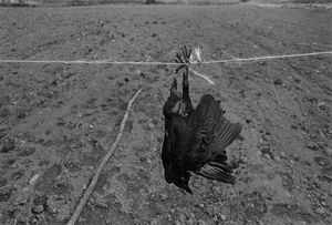 Scarecrow, Big Pine,                             Madison County, NC