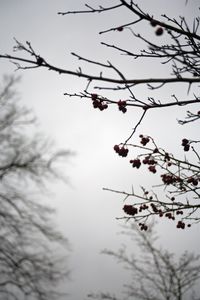 petruckevitch_ann_17