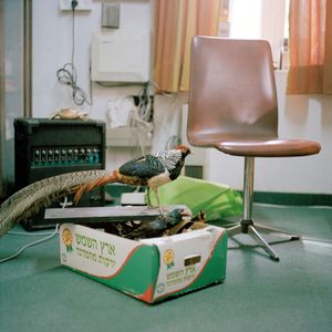 Taxidermy birds on cardboard fruit box, Manager's office