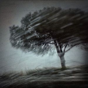 Trees II