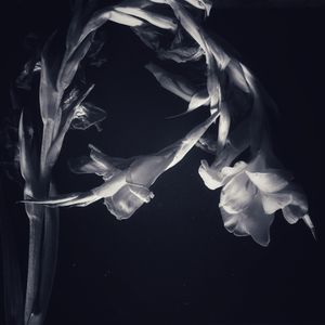 Gladiola
