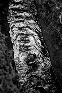 Levada's reflection