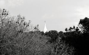 The pine grove of Fiaiano, Ischia Island