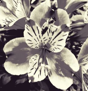 Remembering Georgia O'Keeffe_25