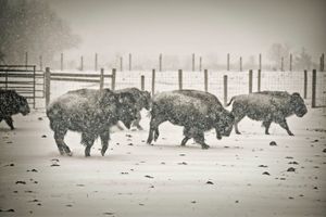 American Bison