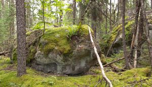 untitled #1 form boreal forest