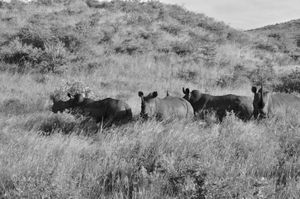 Four rhinos