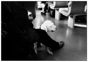 Dogs