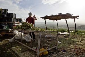 This boy sells rhubarb alongside Hamilton Road near Khalifan. Between 1928 and 1932, New Zealand-born Hamilton was the principal engineer of a British-built strategic road across Iraqi Kurdistan, which ran from Erbil, through Rawanduz, to the Iranian border near modern-day Piranshahr. © Tom Verbruggen
