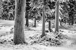 Forest in winter