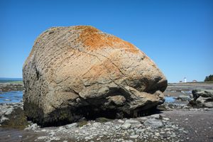 Orange Oaf