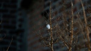 Urban Nature II