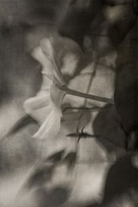 Maestoso