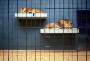 Lions on a shelf