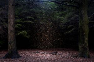 Stars 8